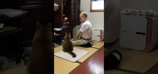 仏壇に耳を向けつつお経を聞く猫、猫背伸ばして座布団に座す