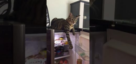 冷蔵庫閉ざすな閉てるな閉め切るな、開放せよと猫は手向かう