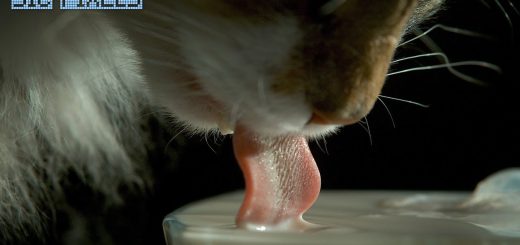 猫舌でミルクを飲む猫観察動画、舌裏で掬って口に投げ込む