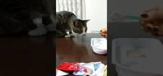 初めて見る昭和なお菓子に戸惑う猫、こうやってつけてペロリと味わう