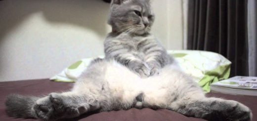 両の足伸ばして座る猫の御姿、清く尊き三角形に