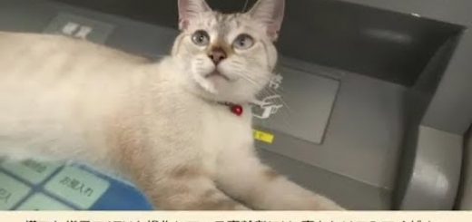 ATMの操作を封じる賢い猫、体を張って特殊詐欺を防ぐ