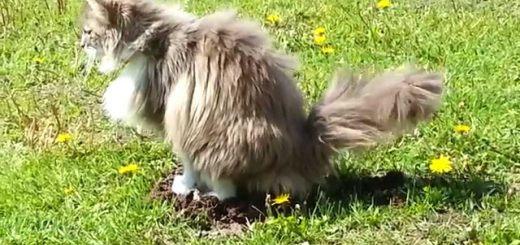 草むらのモグラの穴をしげしげと、見つめる猫は尿意をもよおし