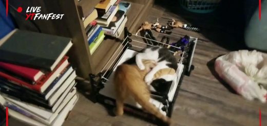 大乱闘プロレスリングで猫2匹、組んずほぐれつパンチを乱打