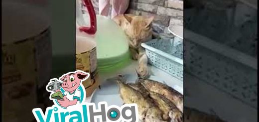 食のためなれば手段を選ばぬ猫、寝たふりしながら魚を狙う