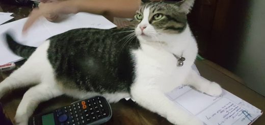 宿題の最中狙い陣取る猫、ノートの上で気取り顔